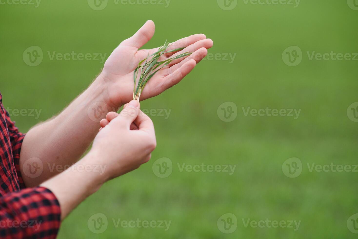 Sprouts of young barley or wheat that have just sprouted in the soil, dawn over a field with crops. photo