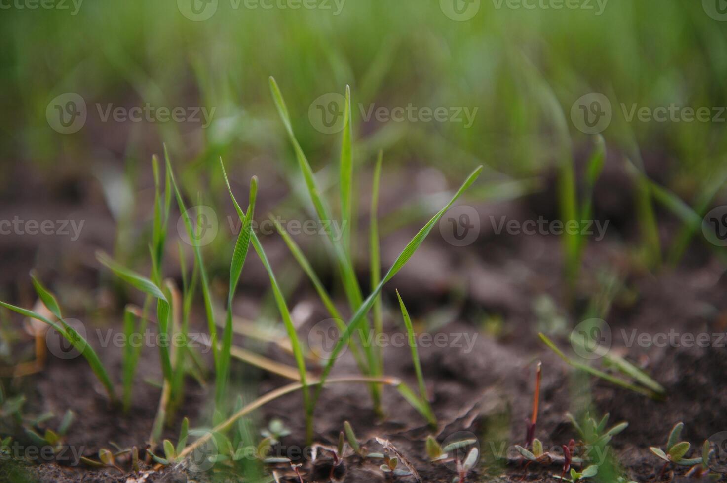 Sprouts of young barley or wheat that have just sprouted in the soil, dawn over a field with crops. photo