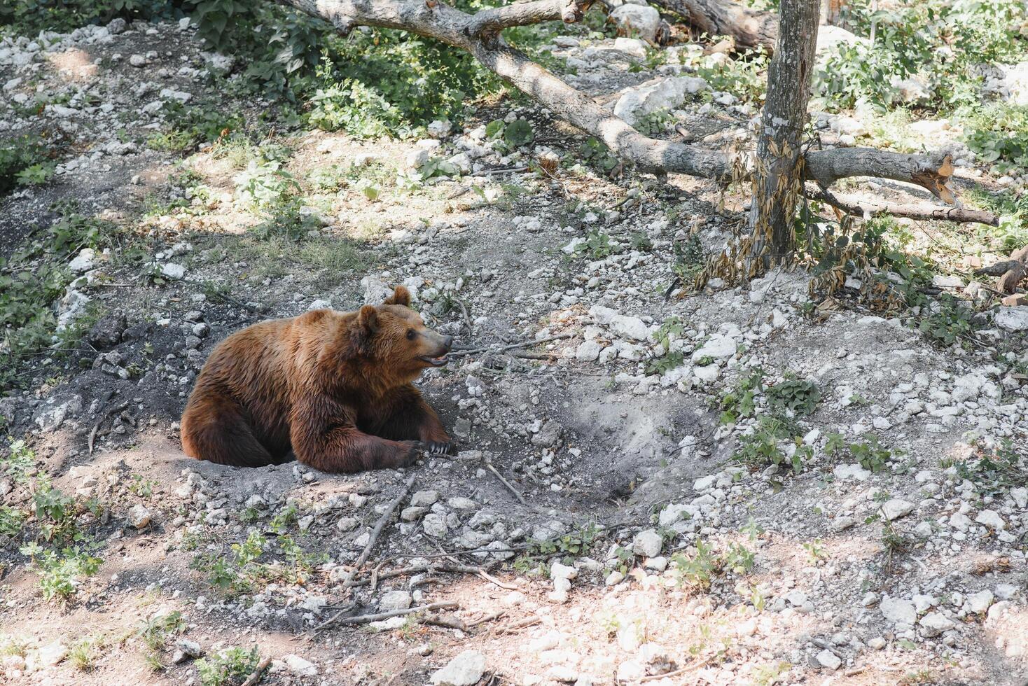 Picture of a big brown bear photo