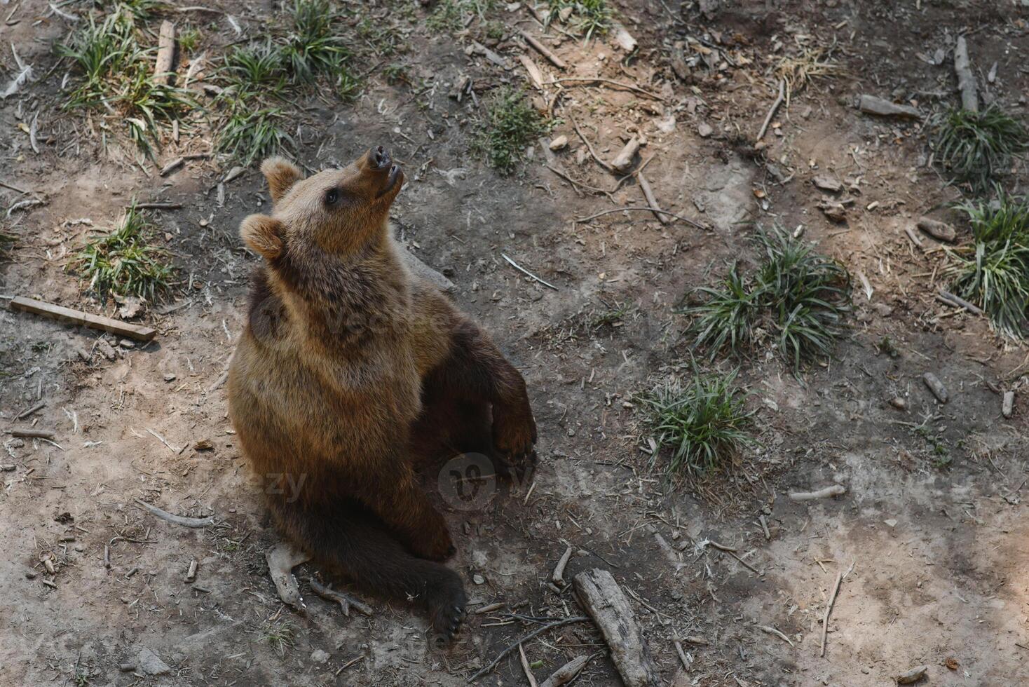 Brown bears in the forest. European bear moving in nature. photo