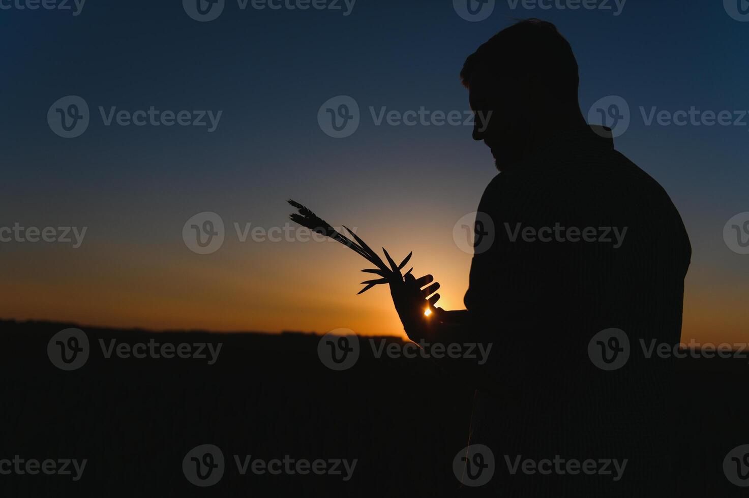 Closeup shot of a man checking the quality of the wheat spikelets on a sunset in the middle of the golden ripen field. Farm worker examines the ears of wheat before harvesting. Agricultural concept photo