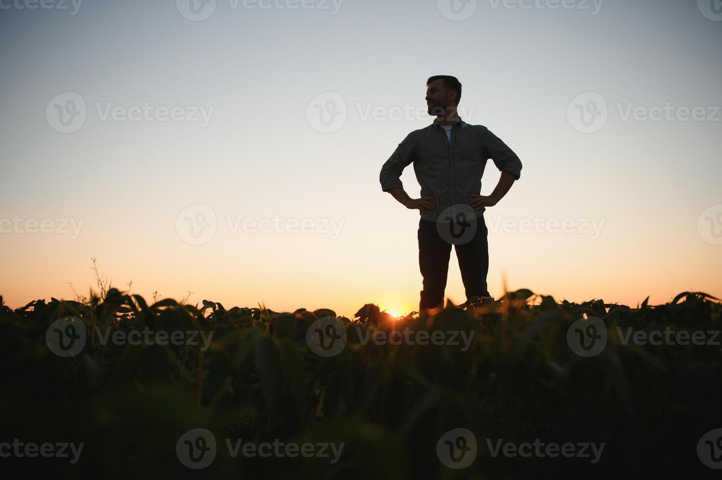 Agronomist inspecting soya bean crops growing in the farm field. Agriculture production concept. young agronomist examines soybean crop on field in summer. Farmer on soybean field. photo