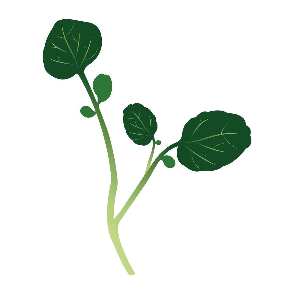 berro, berro planta, watercress vector