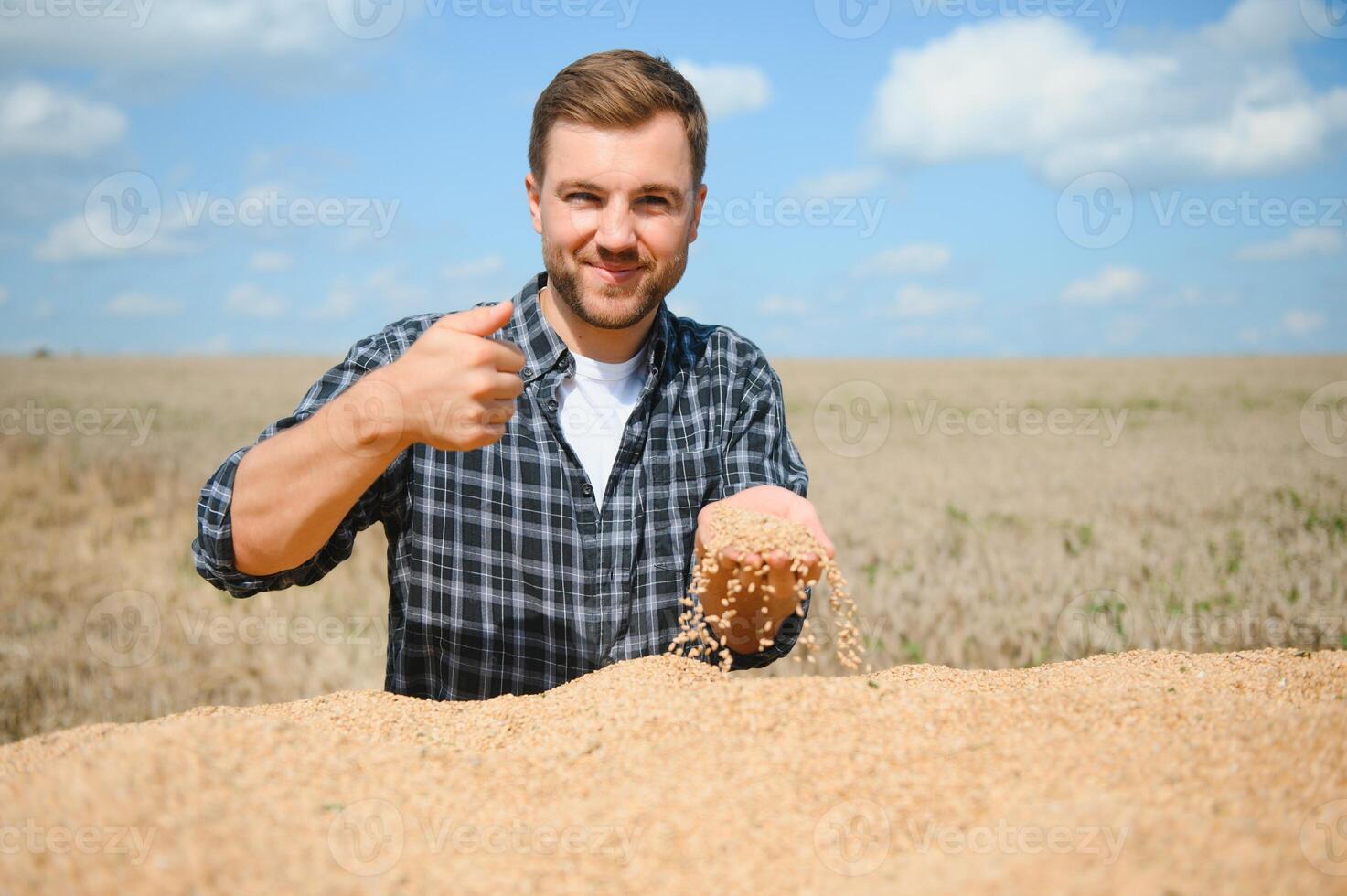 Satisfied young farmer standing on trailer in field and checking harvested wheat grains after harvest. photo