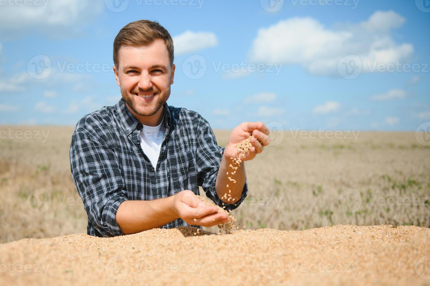 Satisfied young farmer standing on trailer in field and checking harvested wheat grains after harvest. photo
