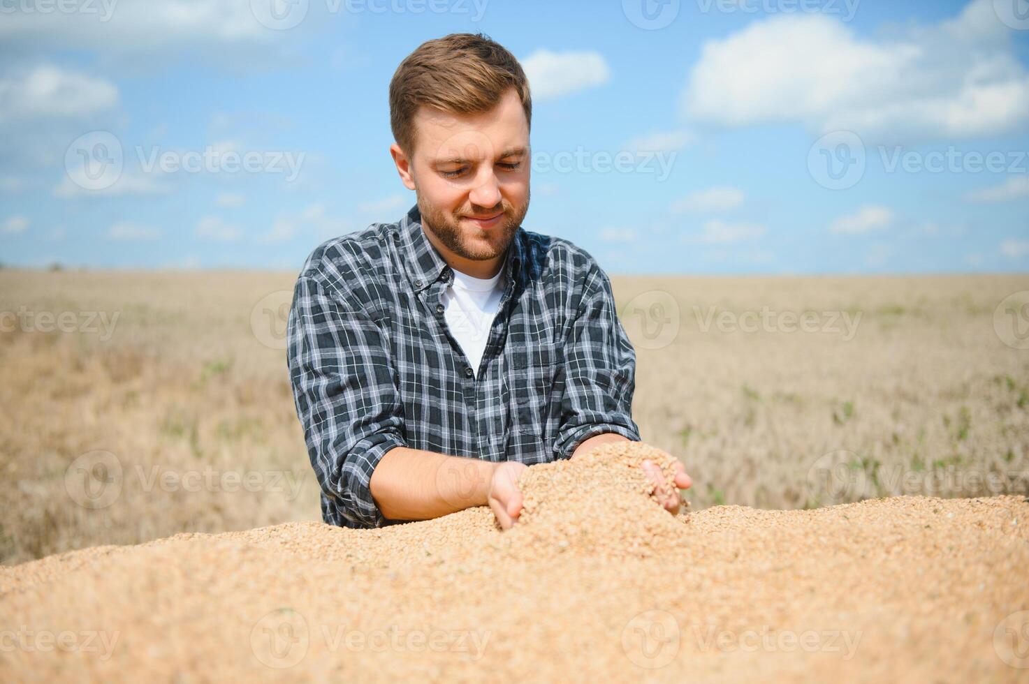 Satisfied young farmer standing on trailer in field and checking harvested wheat grains after harvest. photo