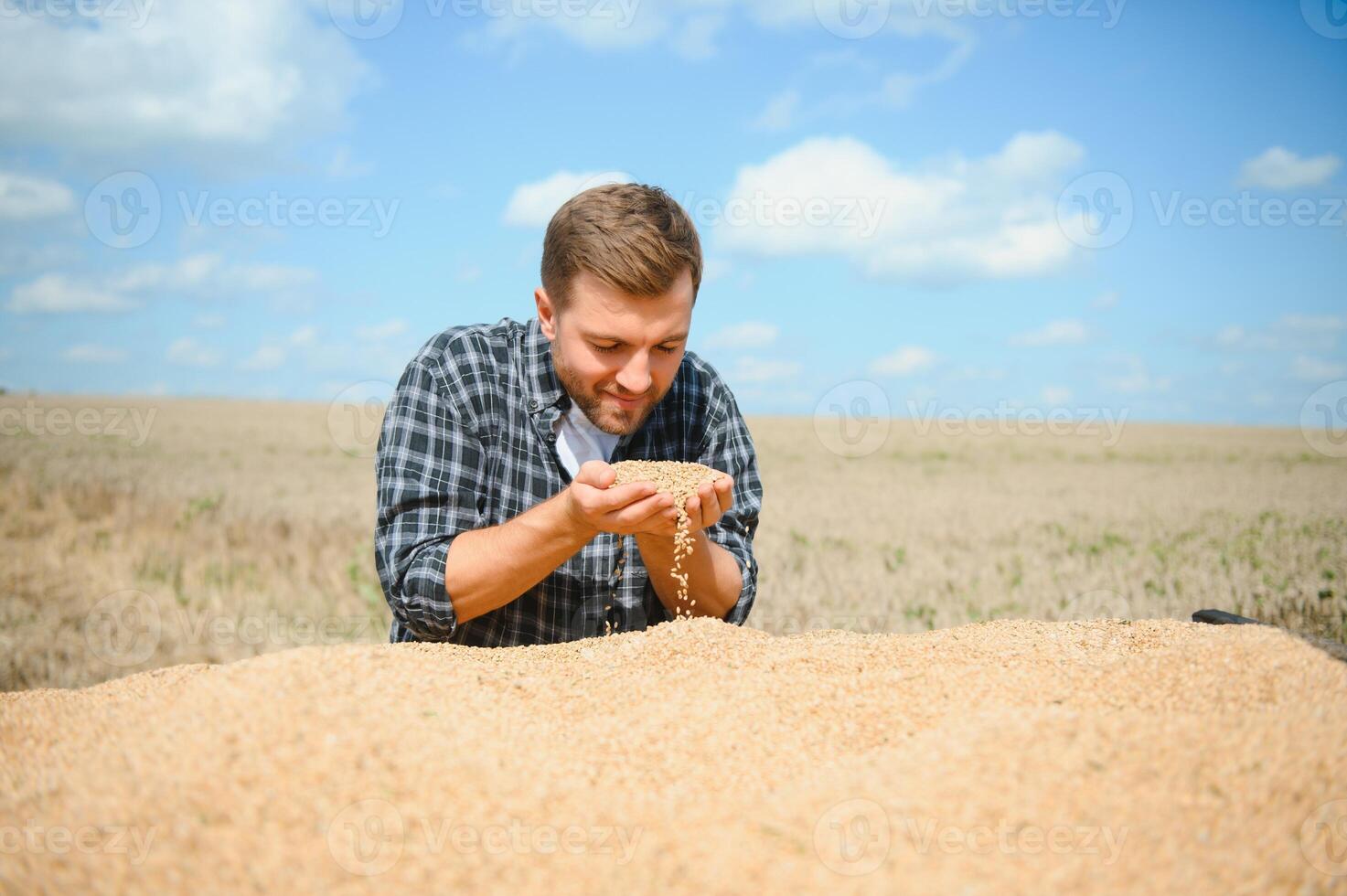 Satisfied young farmer standing on trailer in field and checking harvested wheat grains after harvest. photo