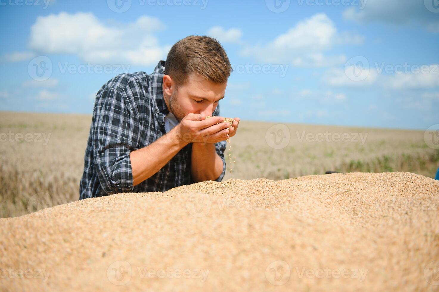 Satisfied young farmer standing on trailer in field and checking harvested wheat grains after harvest. photo