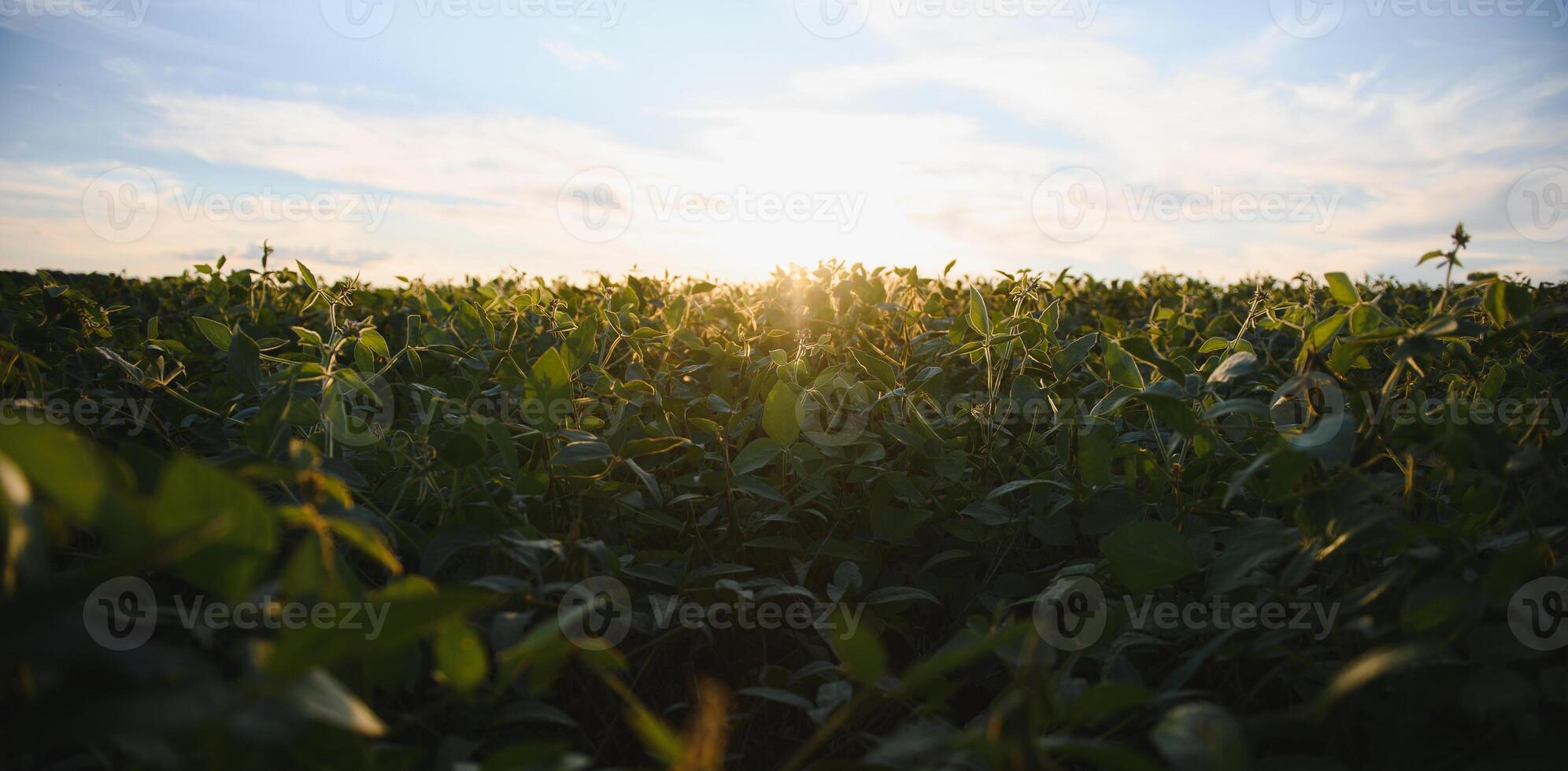 Close up of soybean plant in cultivated agricultural field, agriculture and crop protection photo