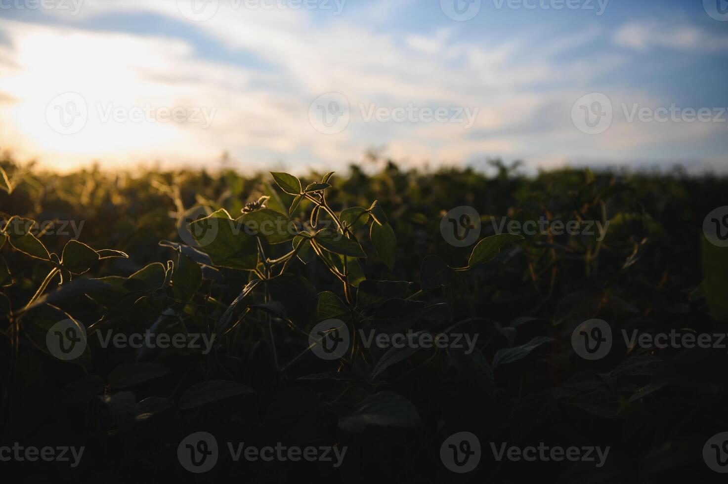 Soybean field, green field, agriculture landscape, field of soybean on a sunset sky background photo