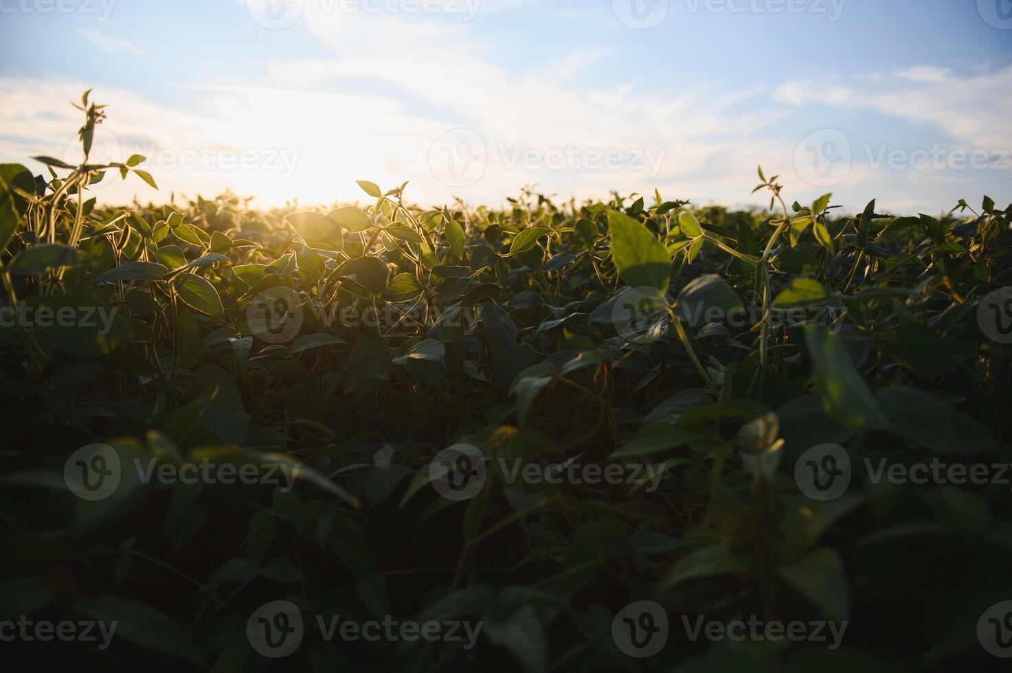 Closeup of green plants of soybean on field photo