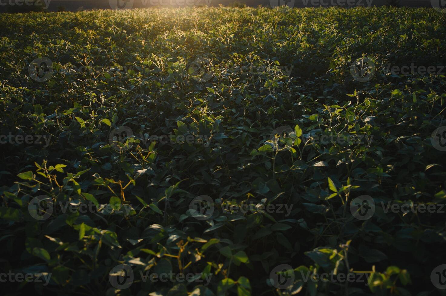 Soybean field, green field, agriculture landscape, field of soybean on a sunset sky background photo