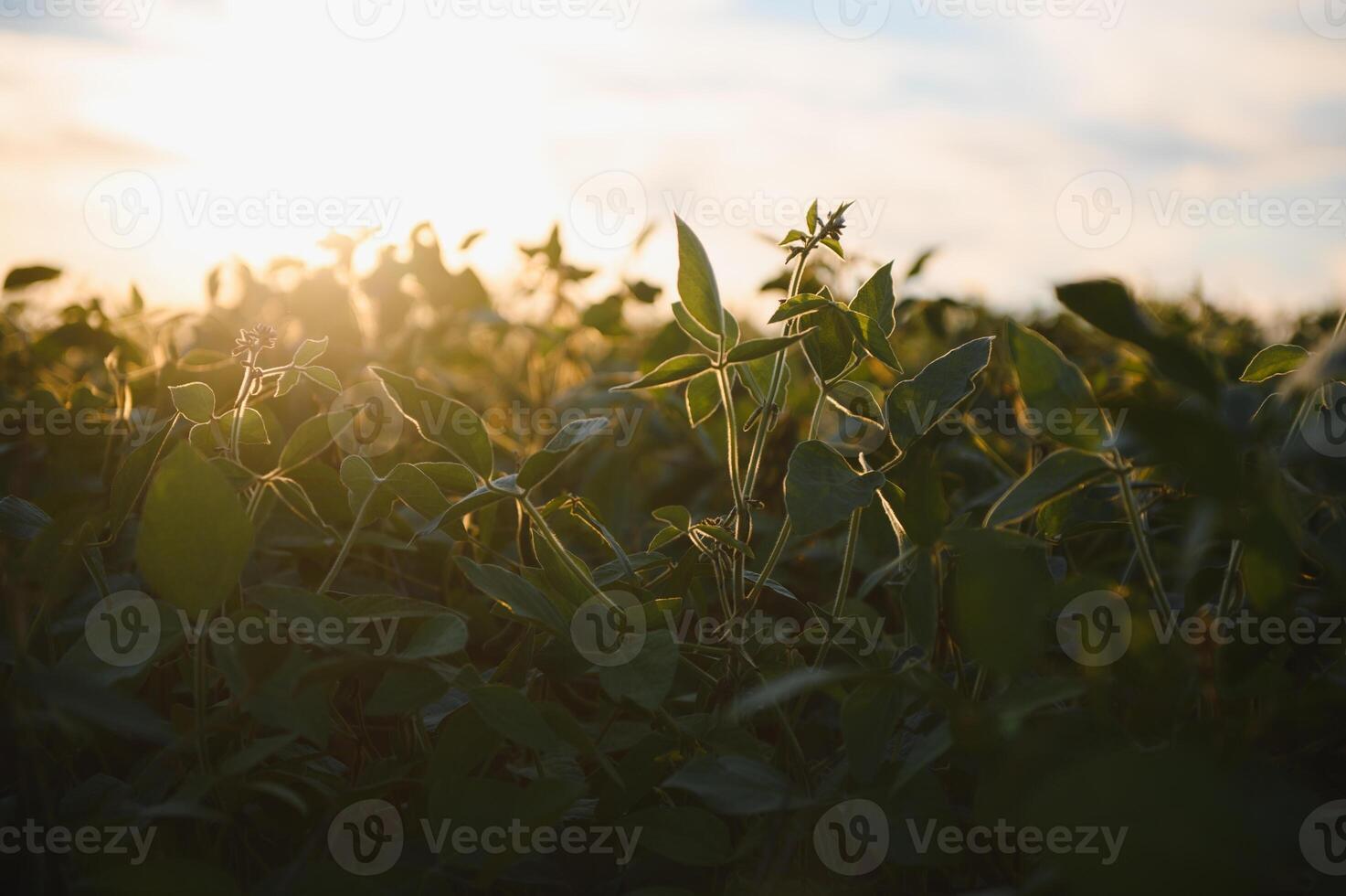 Open soybean field at sunset.Soybean field. photo