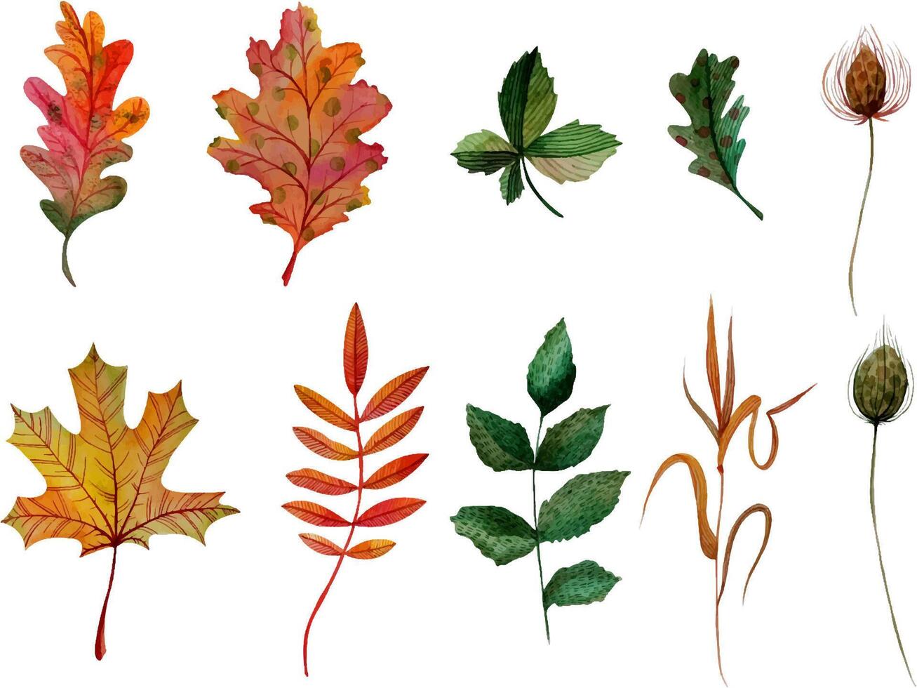 Watercolor elements set autumn leaves oak, ashberry, maple, rosehip, chestnut, blade of grass, bur isolated vector