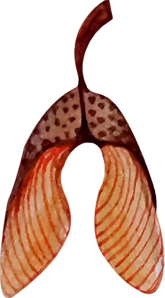 Hand drawn watercolor botanical illustration of green maple seed isolated. Helicopter seed, samara vector