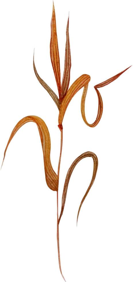 watercolor autumn blades of grass. isolated element on a white background. Watercolor illustration vector