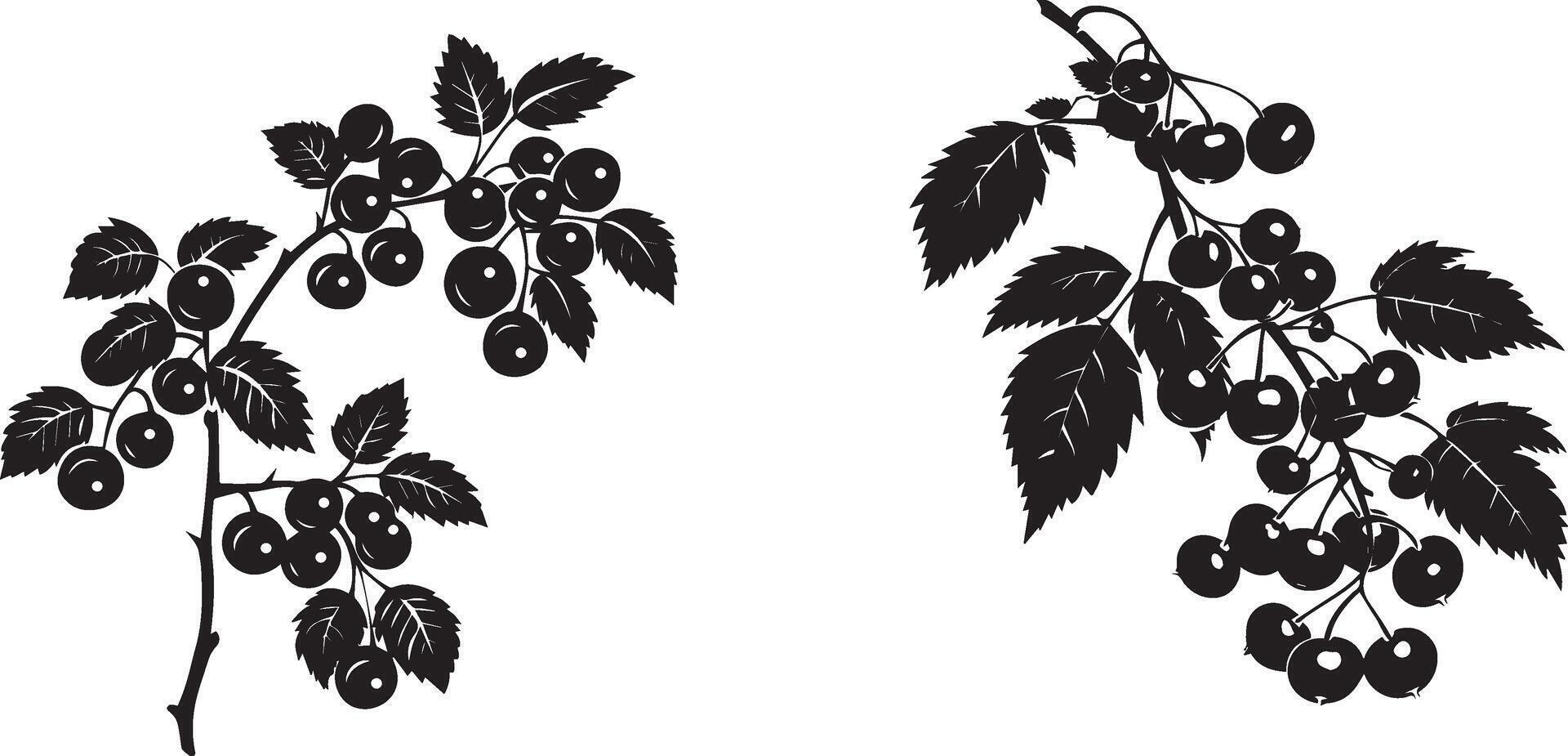black and white grapes vector