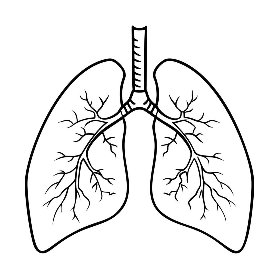 Lungs. Internal organs. Icon on a white background. One line vector