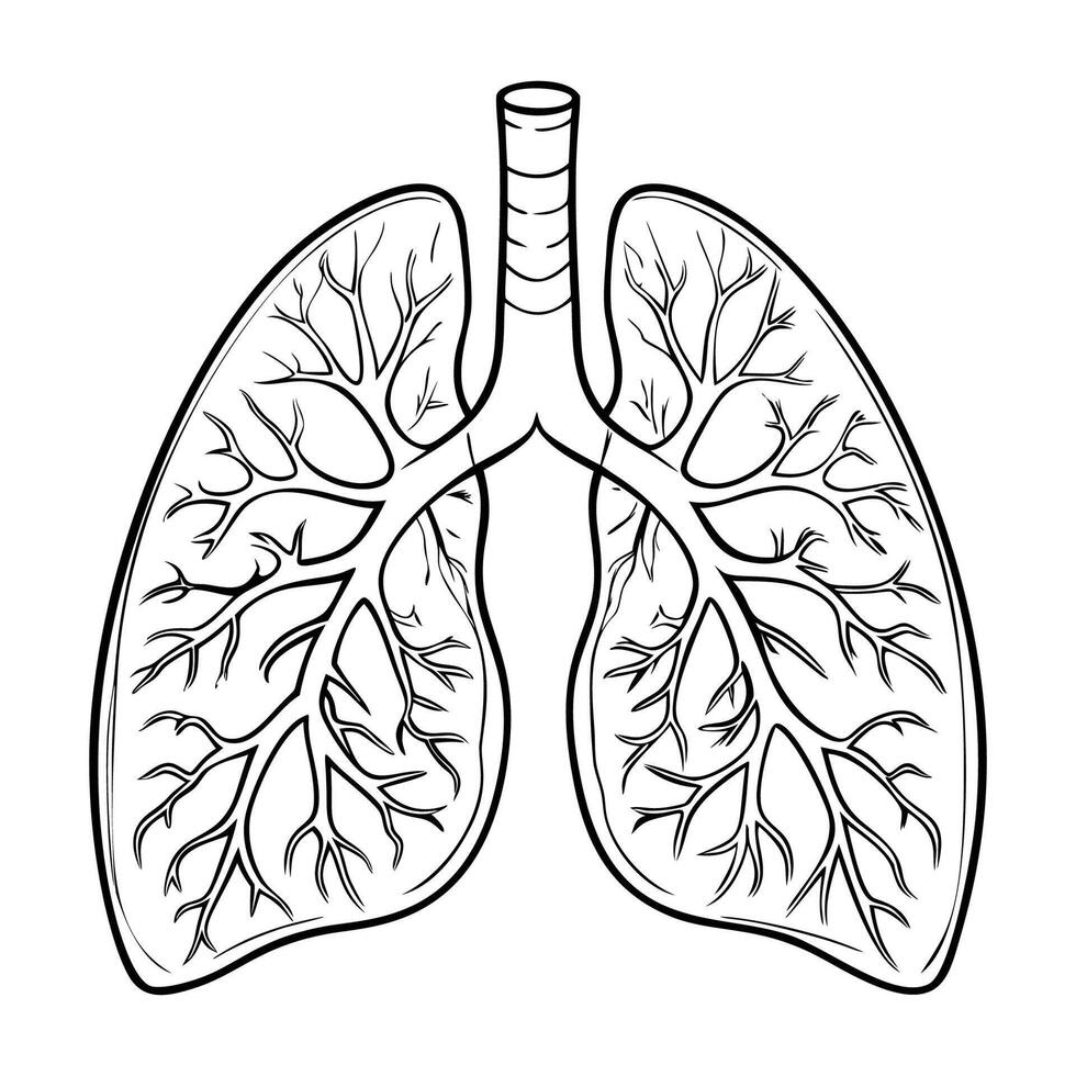 Lungs. Internal organs. Icon on a white background. One line vector