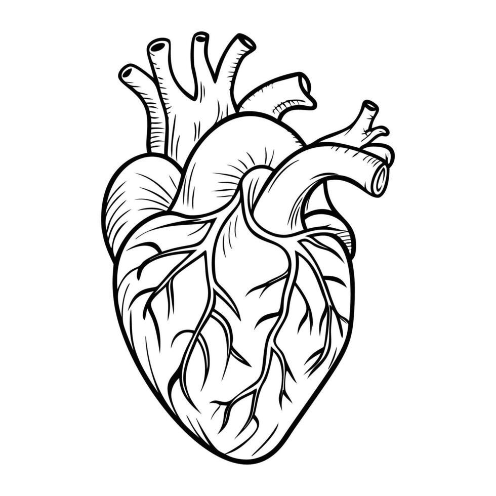 human heart. Internal organs. Icon on a white background. One line vector