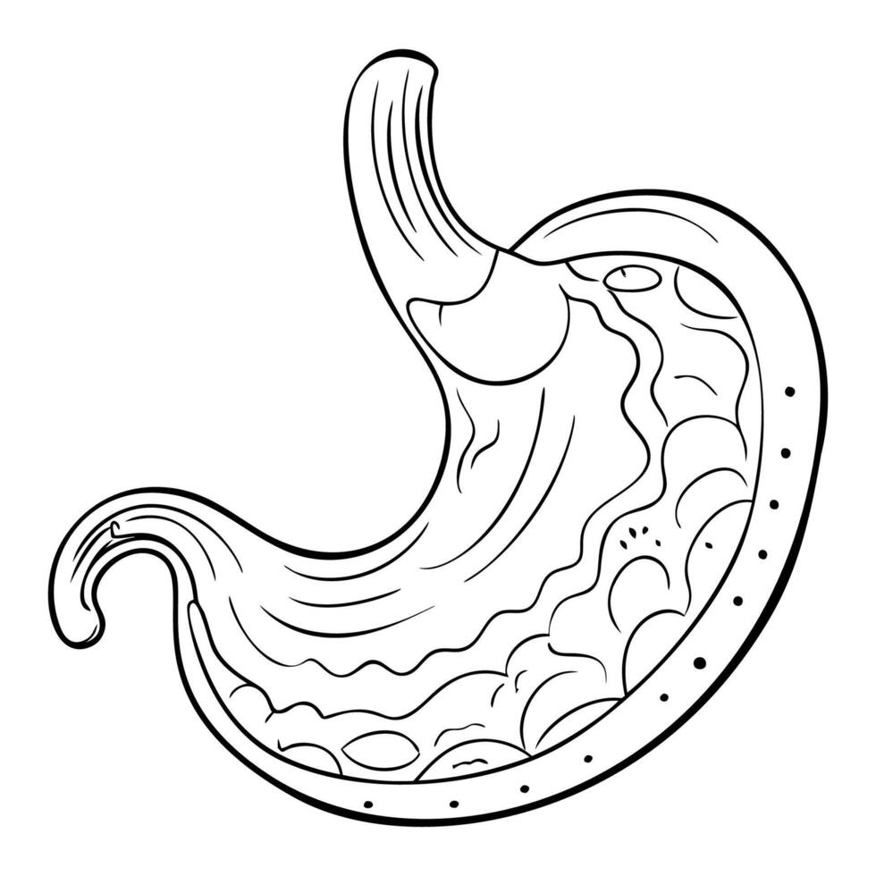 Stomach. Internal organs. Icon on a white background. One line vector