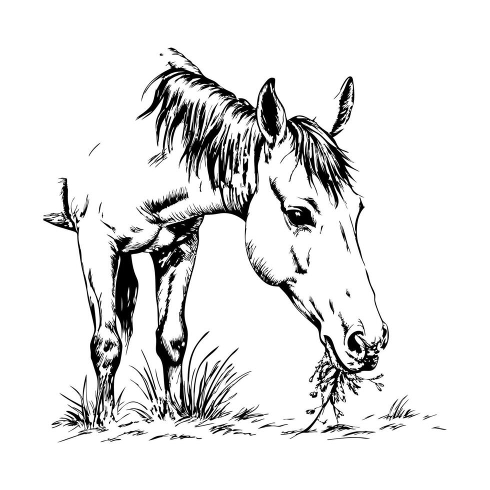 Sketch of a horse eating grass, on a white background vector