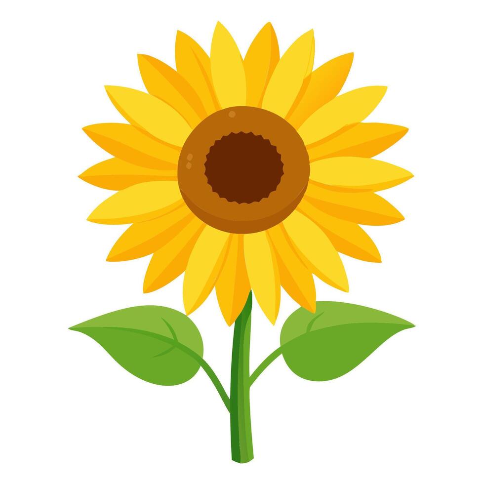 sunflower with a large, vibrant bloom, on a white background vector