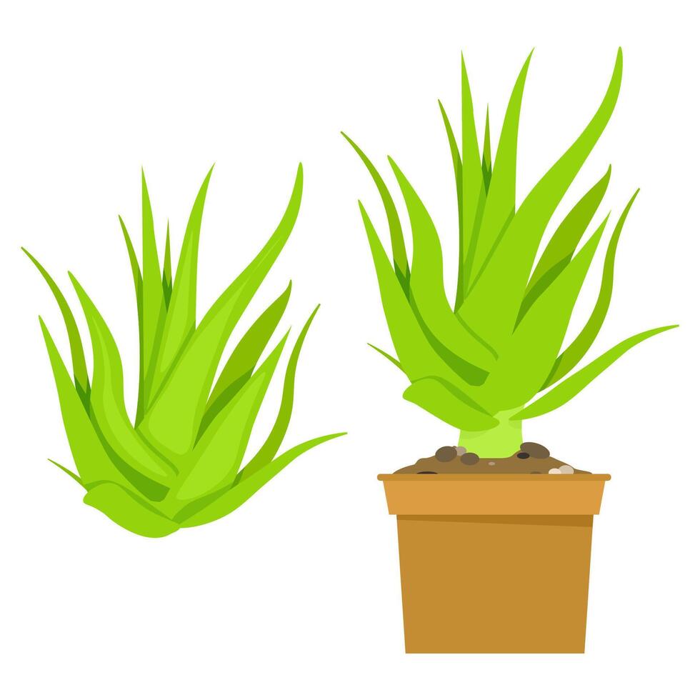 Green Aloe Vera plant in a pot and without vector