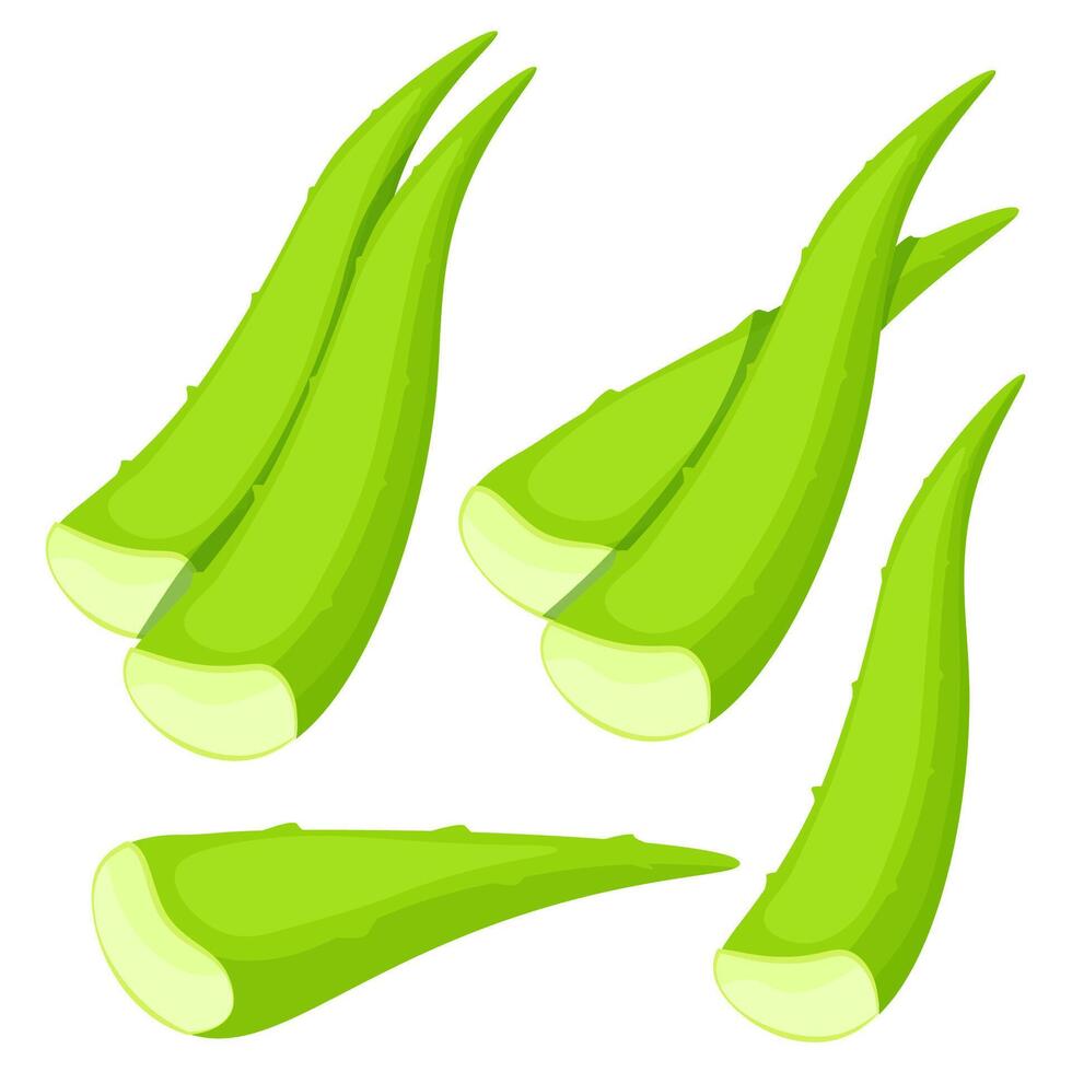 Set of green cut aloe vera leaves vector