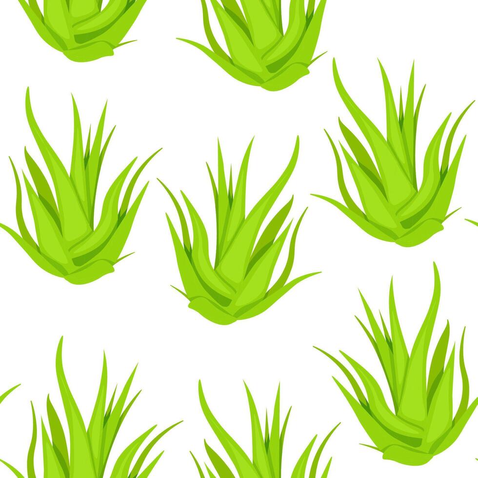 Seamless pattern laconic from aloe vera plant on a white background vector
