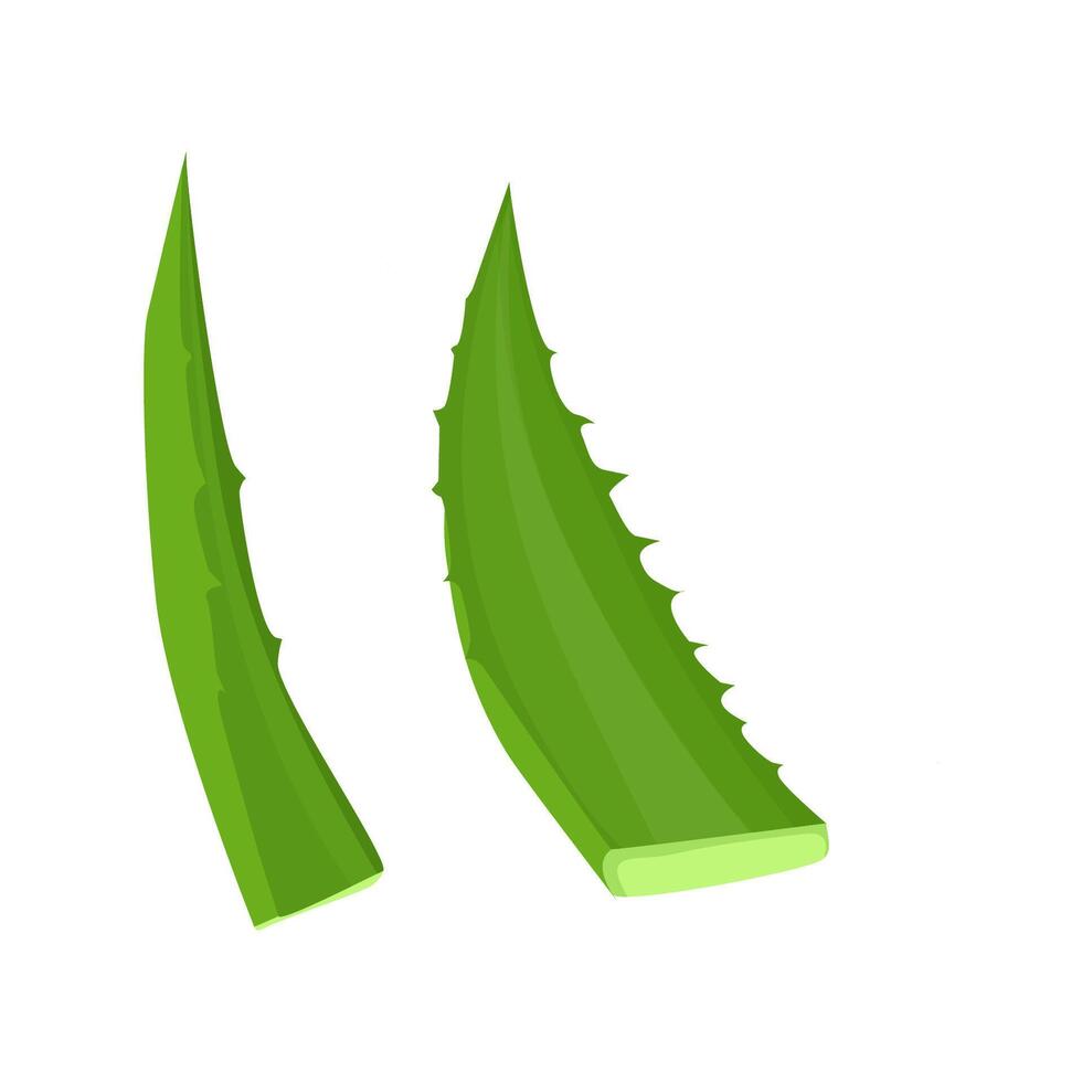 Set of green aloe leaves vector