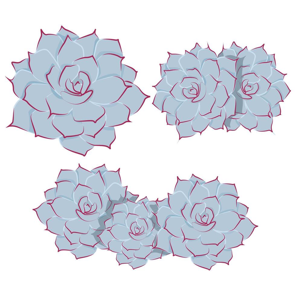 Set of blue-gray Echeveria succulents with red corners vector