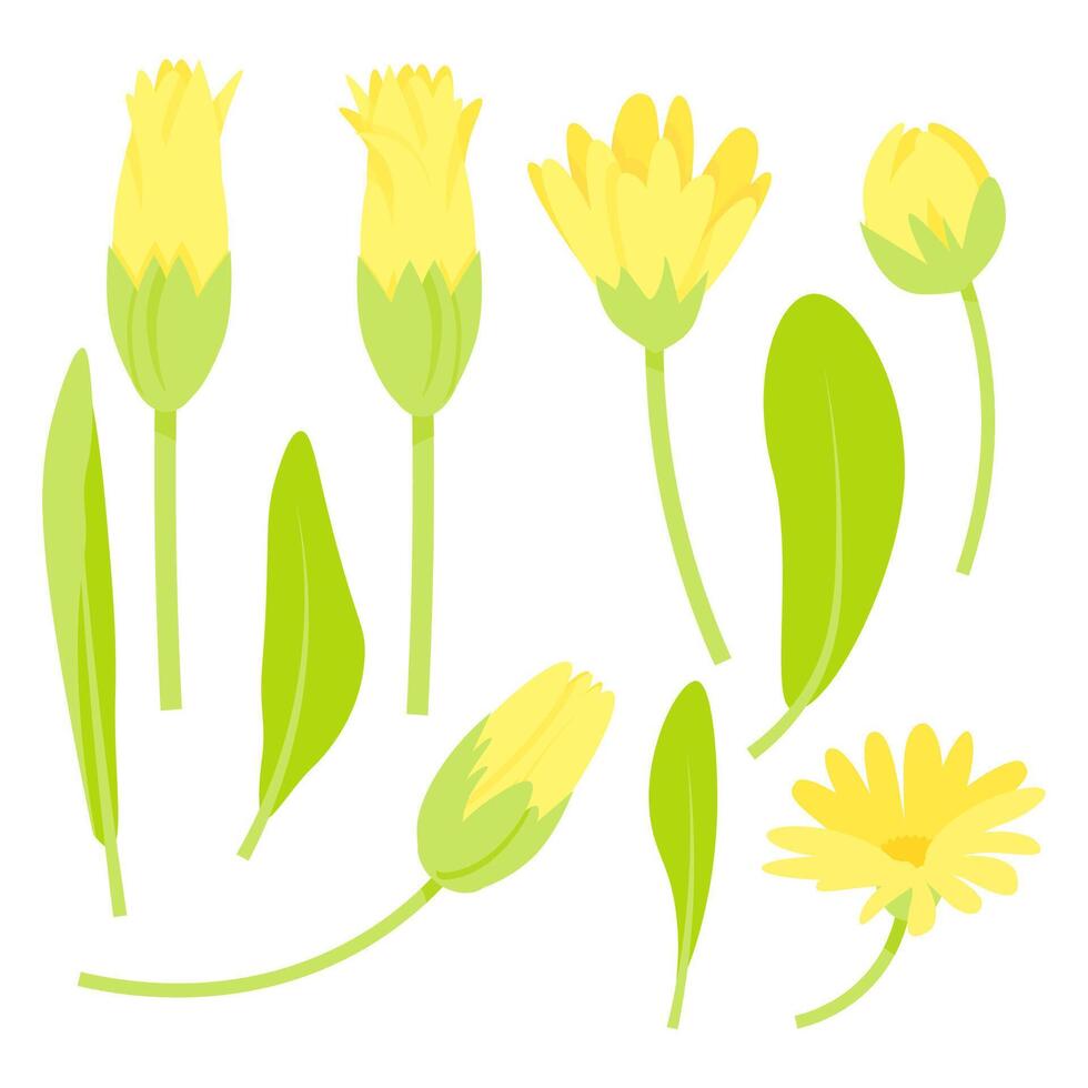 Set of flowers and buds of calendula vector