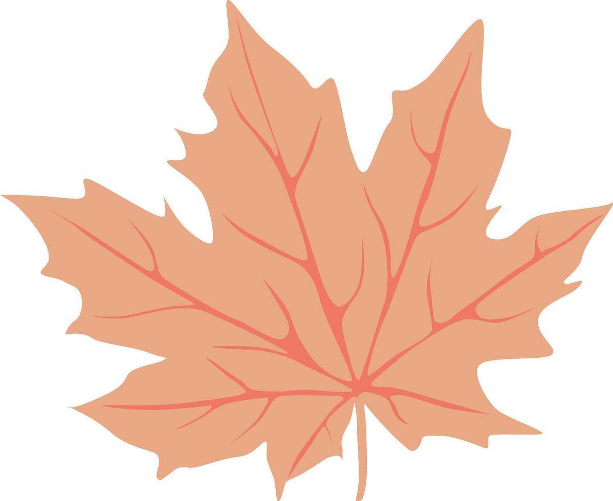 Maple tree leaf design nature. vector