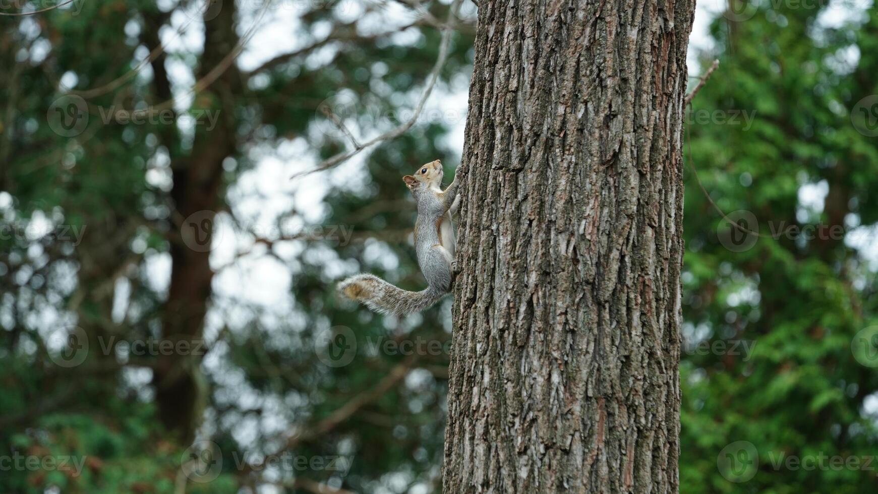 One cute squirrel climbing on the tree in spring photo