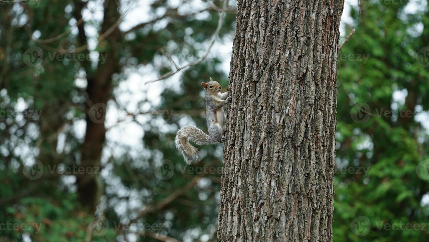 One cute squirrel climbing on the tree in spring photo