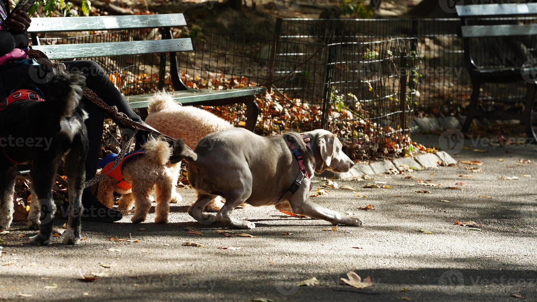 The cute dogs view with the adorable state in the yard photo