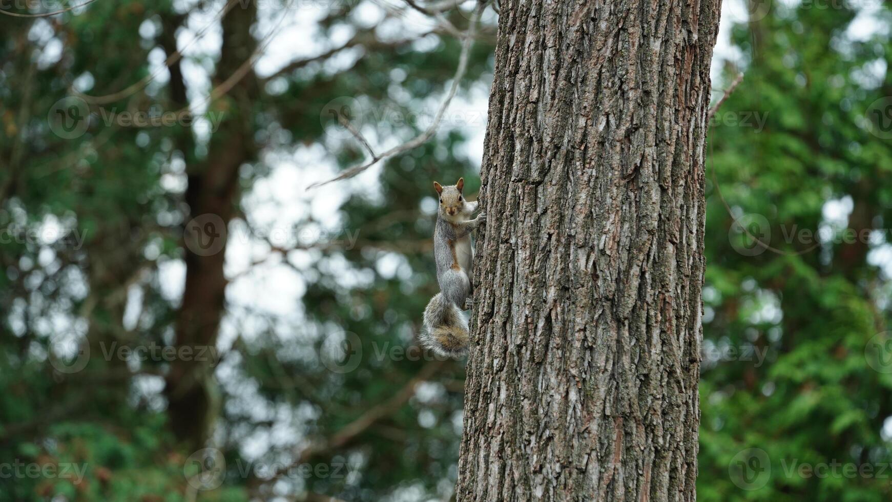 One cute squirrel climbing on the tree in spring photo