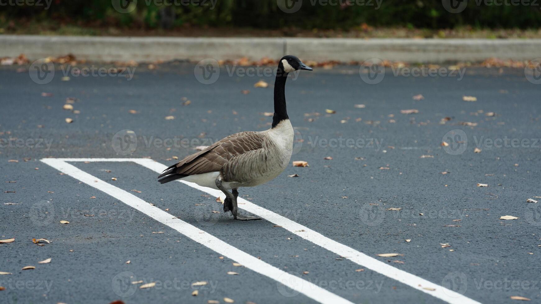 The wild goose having a rest on the grass land in autumn photo