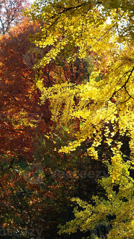 The beautiful central park autumn landscape with the colorful trees in New York photo