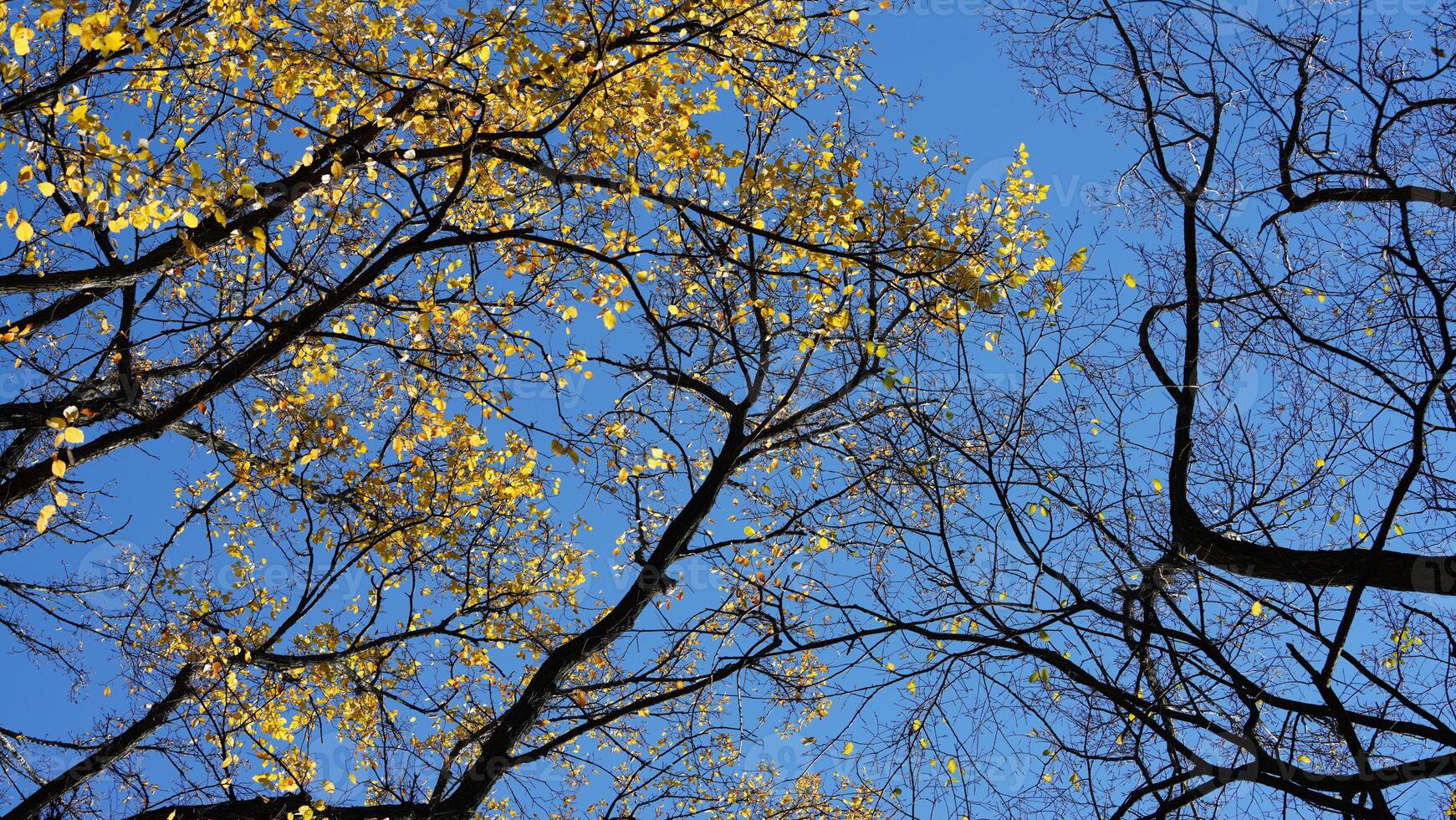 The beautiful central park autumn landscape with the colorful trees in New York photo