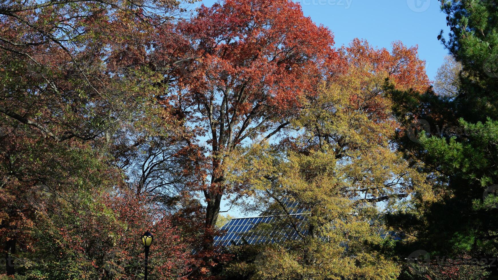 The beautiful central park autumn landscape with the colorful trees in New York photo