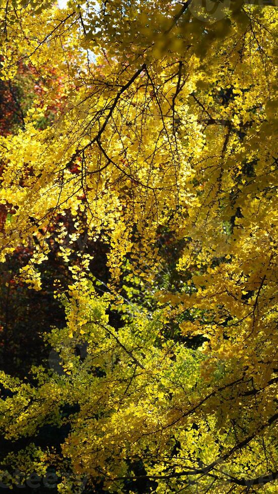The beautiful central park autumn landscape with the colorful trees in New York photo