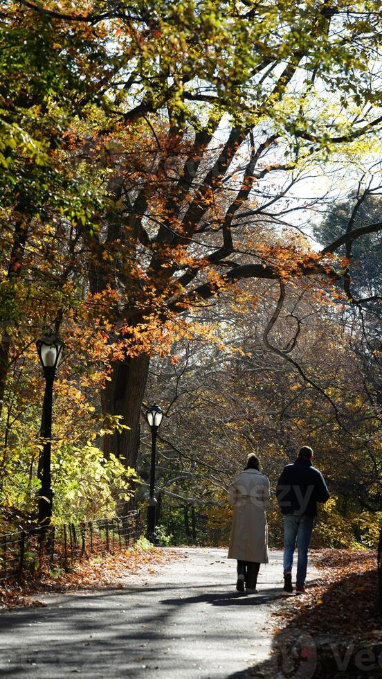 The beautiful central park autumn landscape with the colorful trees in New York photo