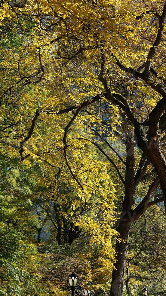 The beautiful central park autumn landscape with the colorful trees in New York photo