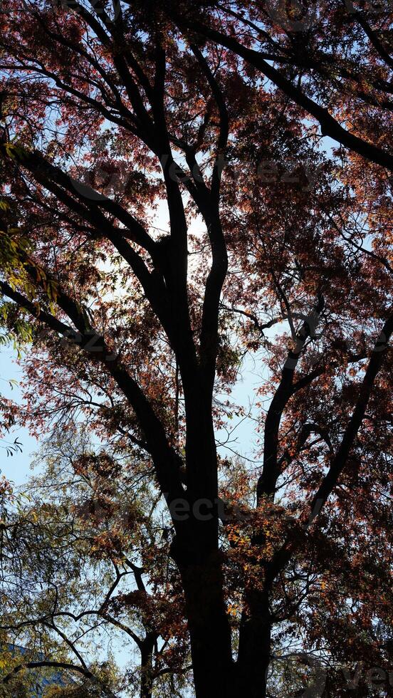 The beautiful central park autumn landscape with the colorful trees in New York photo