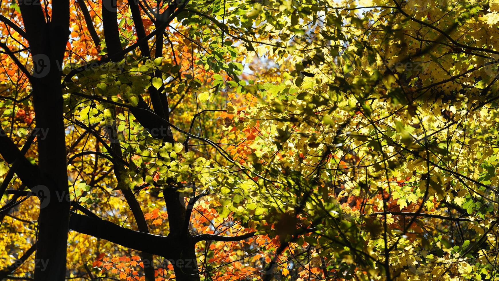 The beautiful central park autumn landscape with the colorful trees in New York photo