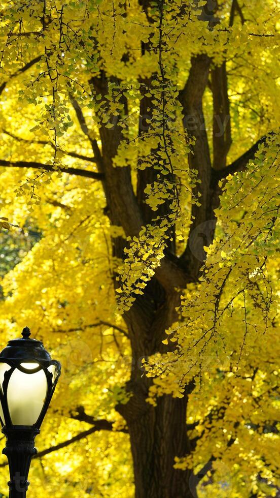 The beautiful central park autumn landscape with the colorful trees in New York photo
