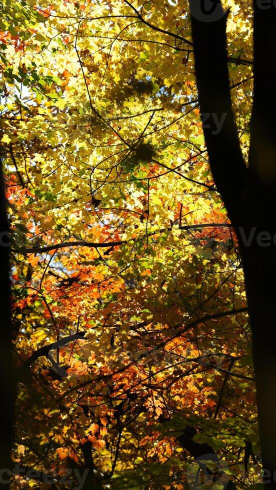 The beautiful central park autumn landscape with the colorful trees in New York photo