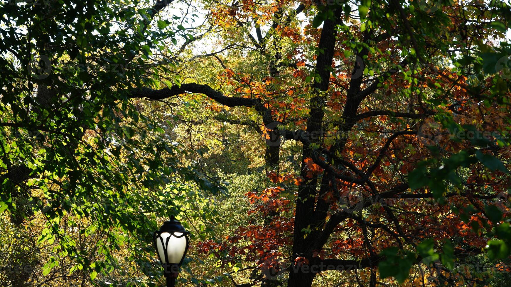 The beautiful central park autumn landscape with the colorful trees in New York photo